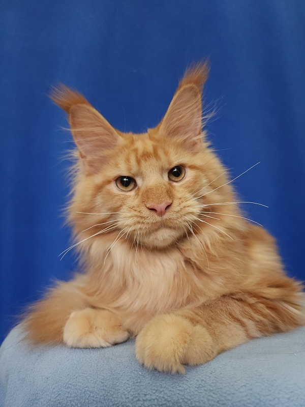 Lord Marshall Akbars - Kitten maine-coon 5.5 months