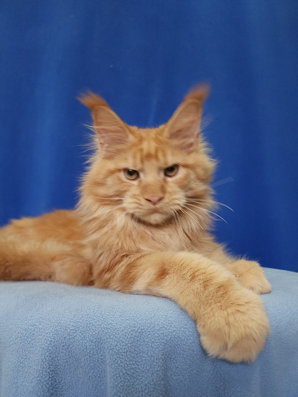 Lord Marshall Akbars - Kitten maine-coon 5.5 months