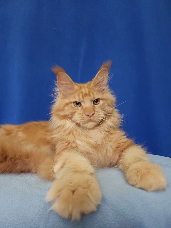 Lord Marshall Akbars - Kitten maine-coon 5.5 months