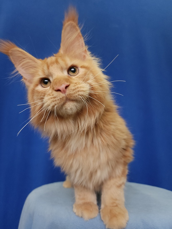 Lord Marshall Akbars - Kitten maine-coon 5.5 months