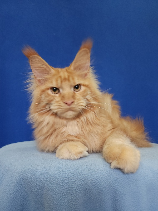 Lord Marshall Akbars - Kitten maine-coon 5.5 months