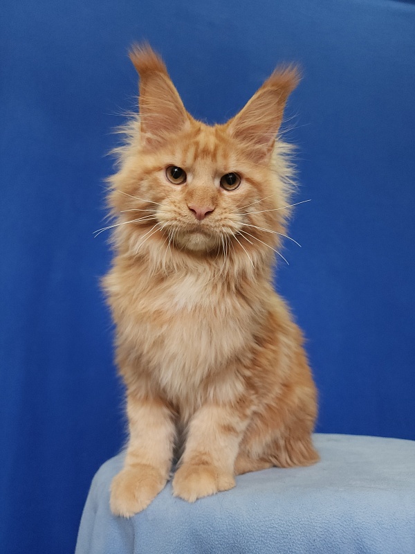 Lord Marshall Akbars - Kitten maine-coon 5.5 months