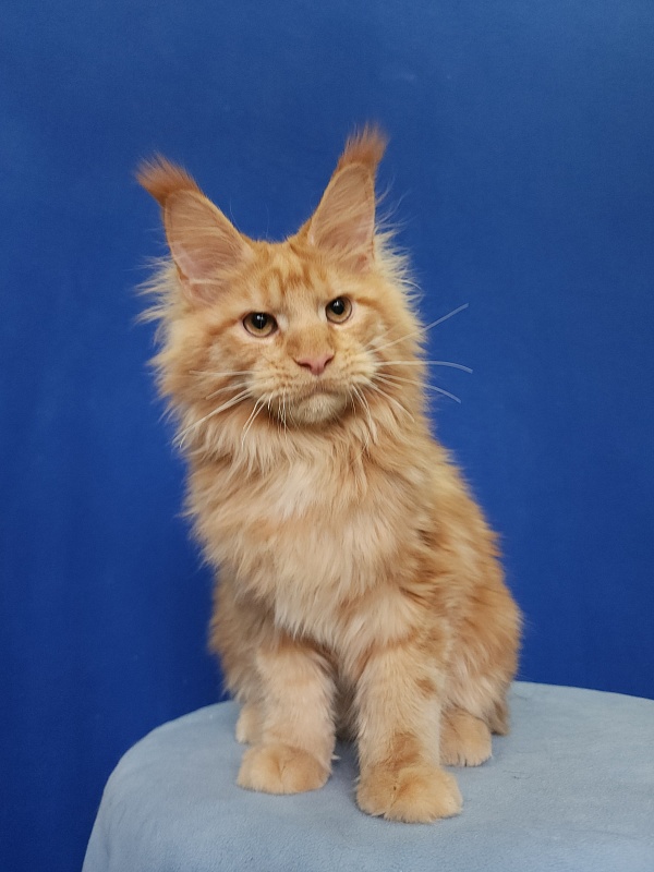 Lord Marshall Akbars - Kitten maine-coon 5.5 months