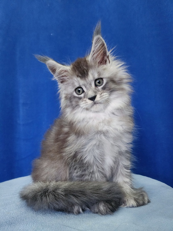 Pan Morriz Akbars (polydactyl) - Kitten maine-coon 1 month 3 weeks