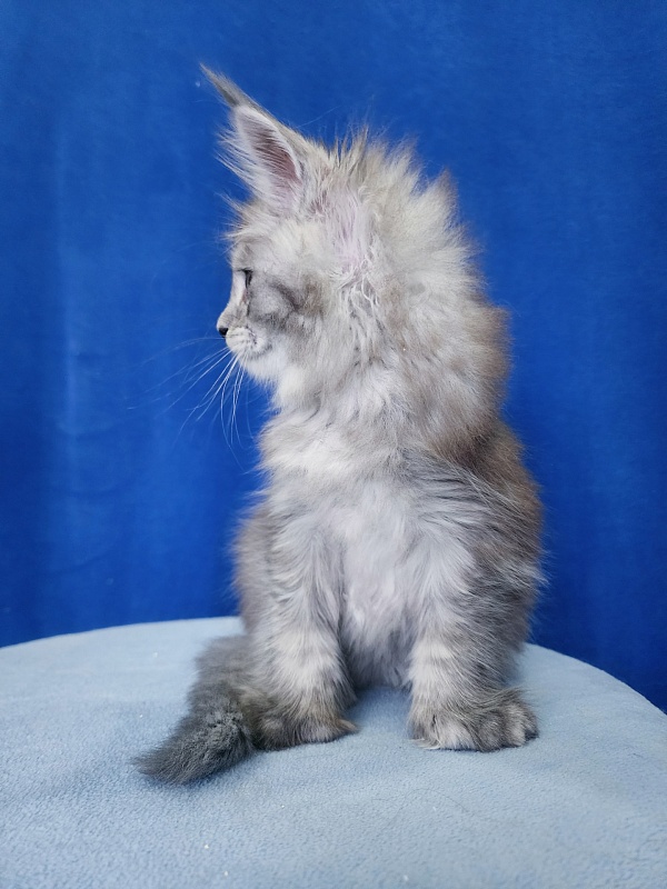 Pan Morriz Akbars (polydactyl) - Kitten maine-coon 1 month 3 weeks
