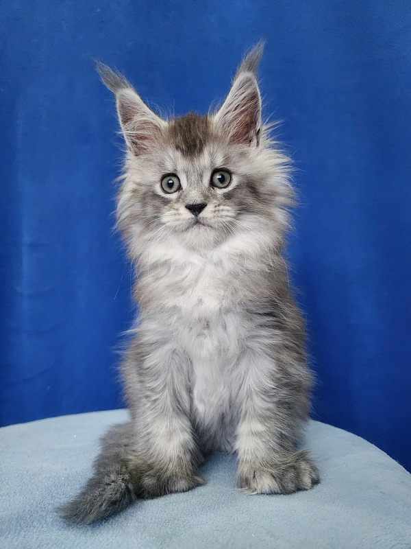 Pan Morriz Akbars (polydactyl) - Kitten maine-coon 1 month 3 weeks