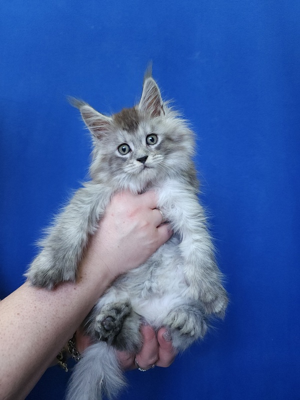 Pan Morriz Akbars (polydactyl) - Kitten maine-coon 1 month 3 weeks