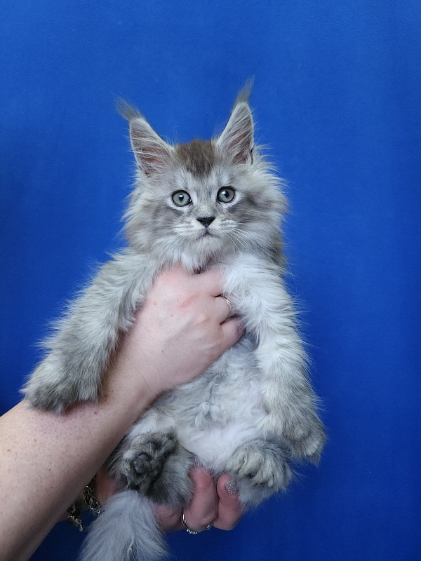Pan Morriz Akbars (polydactyl) - Kitten maine-coon 1 month 3 weeks