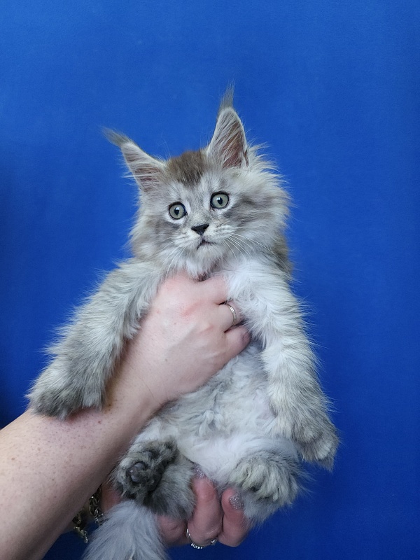 Pan Morriz Akbars (polydactyl) - Kitten maine-coon 1 month 3 weeks