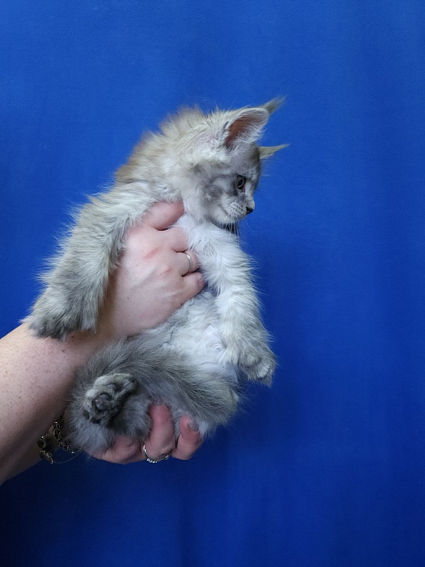 Pan Morriz Akbars (polydactyl) - Kitten maine-coon 1 month 3 weeks