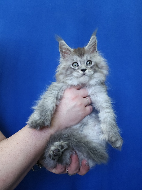 Pan Morriz Akbars (polydactyl) - Kitten maine-coon 1 month 3 weeks