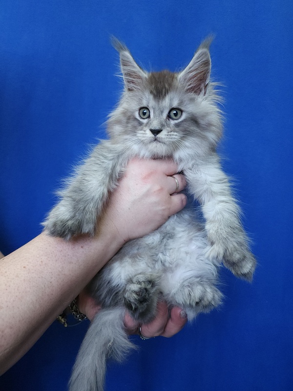 Pan Morriz Akbars (polydactyl) - Kitten maine-coon 1 month 3 weeks