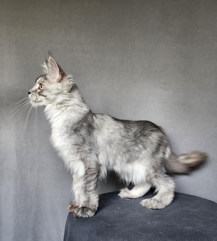Pan Morriz Akbars (polydactyl) - Kitten maine-coon 5 months 3 weeks