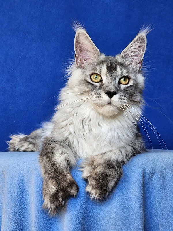 Pan Morriz Akbars (polydactyl) - Kitten maine-coon 6 months 3 weeks