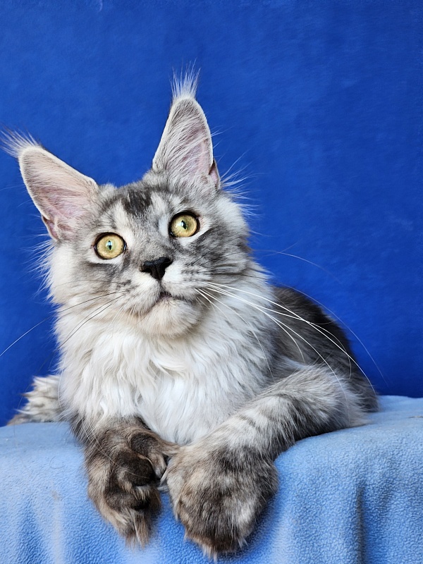 Pan Morriz Akbars (polydactyl) - Kitten maine-coon 6 months 3 weeks