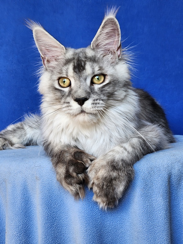 Pan Morriz Akbars (polydactyl) - Kitten maine-coon 6 months 3 weeks