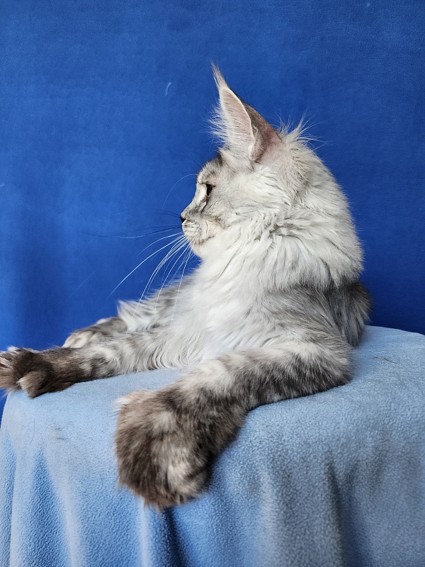 Pan Morriz Akbars (polydactyl) - Kitten maine-coon 6 months 3 weeks