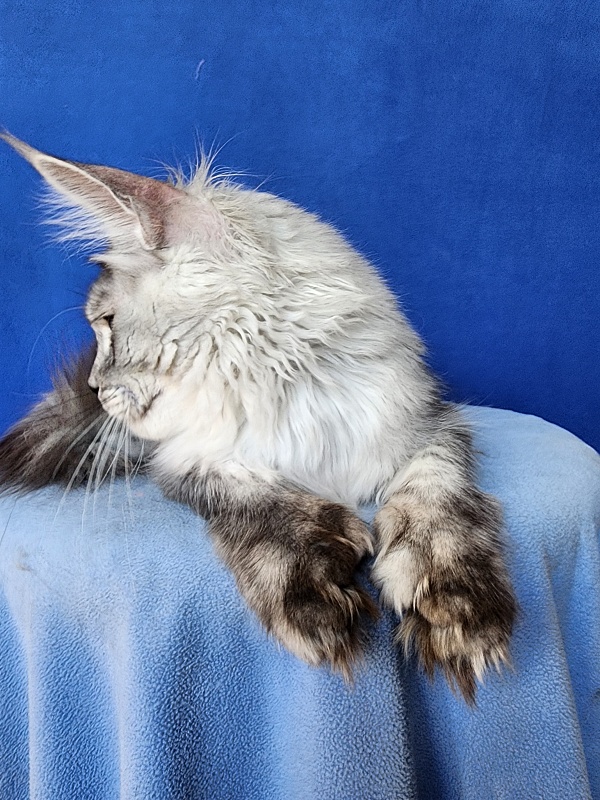 Pan Morriz Akbars (polydactyl) - Kitten maine-coon 6 months 3 weeks