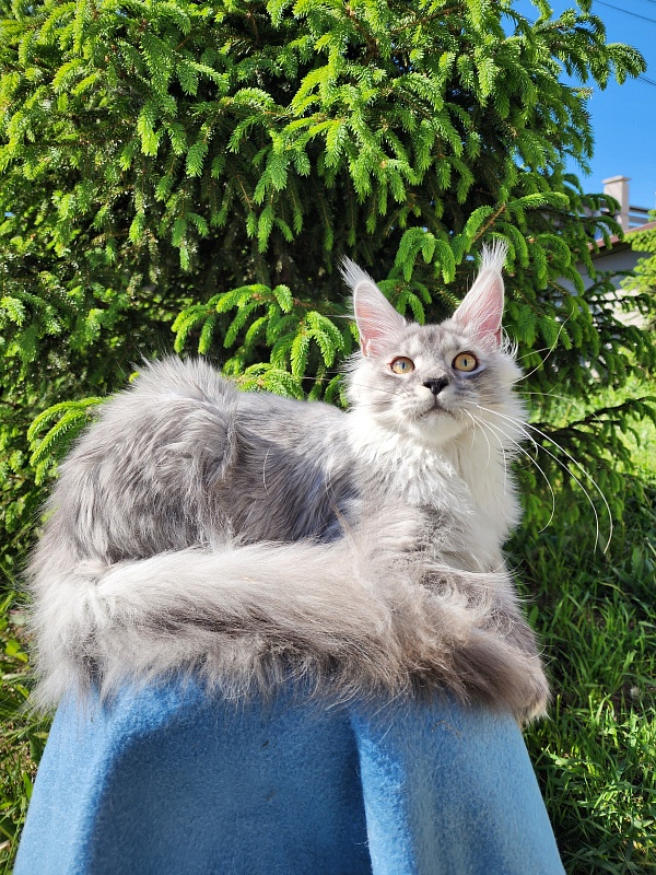 Pan Morriz Akbars (polydactyl) - Kitten maine-coon 6 months 3 weeks