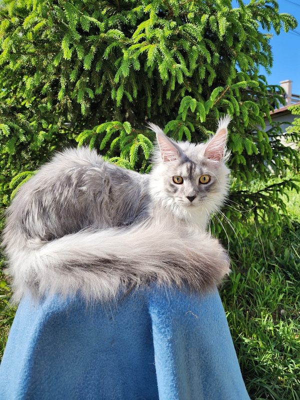 Pan Morriz Akbars (polydactyl) - Kitten maine-coon 6 months 3 weeks