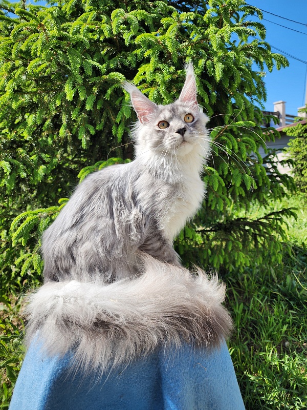 Pan Morriz Akbars (polydactyl) - Kitten maine-coon 6 months 3 weeks
