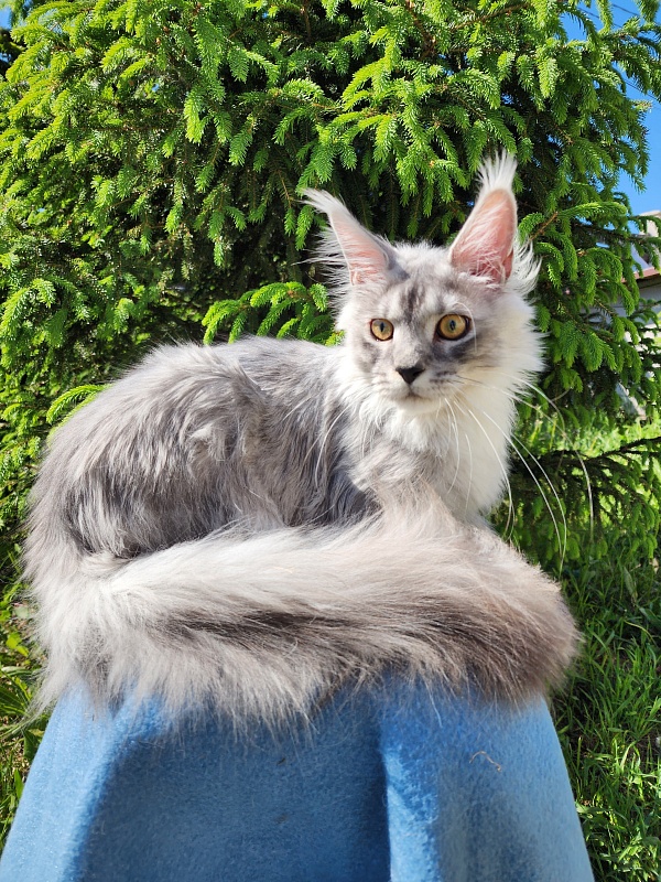 Pan Morriz Akbars (polydactyl) - Kitten maine-coon 6 months 3 weeks