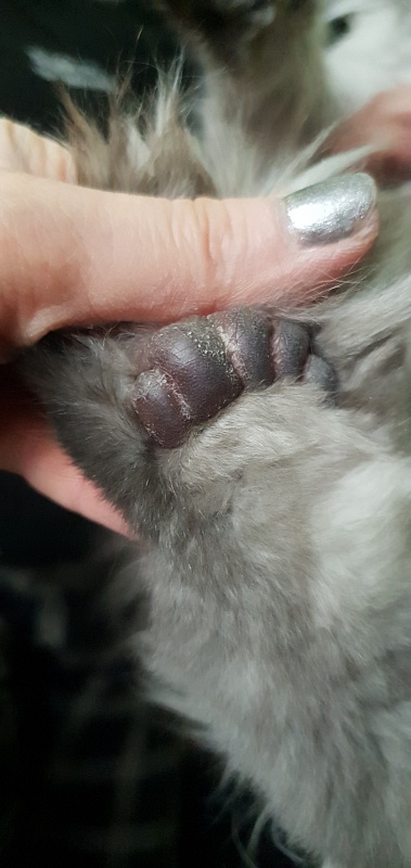 Pan Morriz Akbars (polydactyl) - Junior maine-coon 7 months 3 weeks