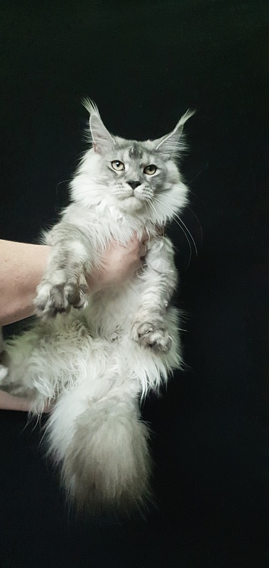 Pan Morriz Akbars (polydactyl) - Junior maine-coon 7 months 3 weeks