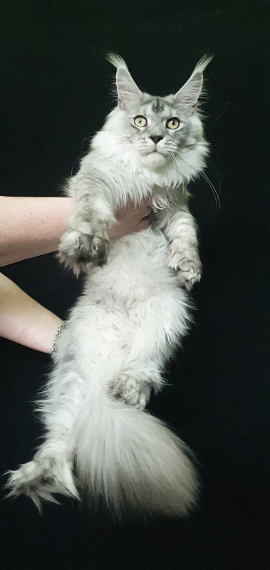 Pan Morriz Akbars (polydactyl) - Junior maine-coon 7 months 3 weeks