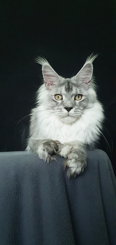 Pan Morriz Akbars (polydactyl) - Junior maine-coon 7 months 3 weeks