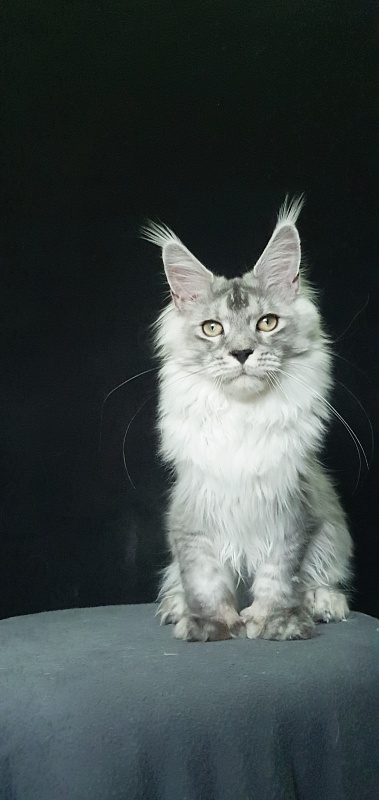 Pan Morriz Akbars (polydactyl) - Junior maine-coon 7 months 3 weeks