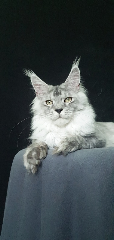 Pan Morriz Akbars (polydactyl) - Junior maine-coon 7 months 3 weeks