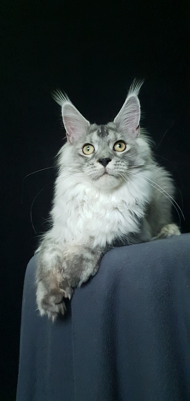 Pan Morriz Akbars (polydactyl) - Junior maine-coon 7 months 3 weeks