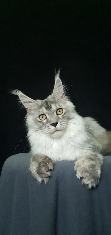 Pan Morriz Akbars (polydactyl) - Junior maine-coon 7 months 3 weeks