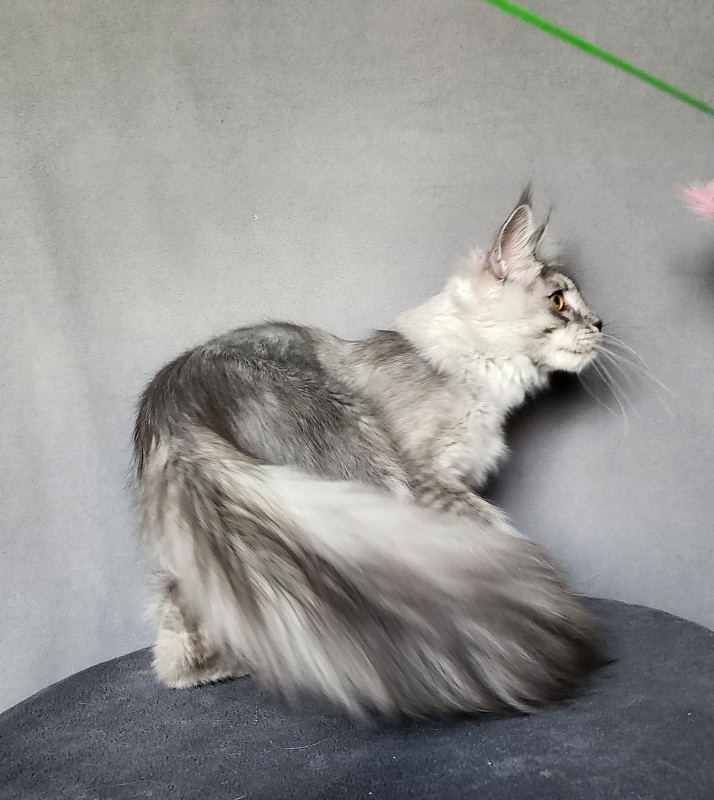 Pan Morriz Akbars (polydactyl) - Kitten maine-coon 5 months 3 weeks