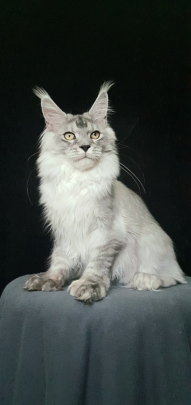 Pan Morriz Akbars (polydactyl) - Junior maine-coon 7 months 3 weeks