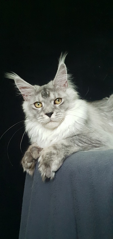 Pan Morriz Akbars (polydactyl) - Junior maine-coon 7 months 3 weeks