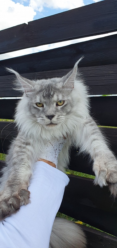 Pan Morriz Akbars (polydactyl) - Junior maine-coon 8.5 months