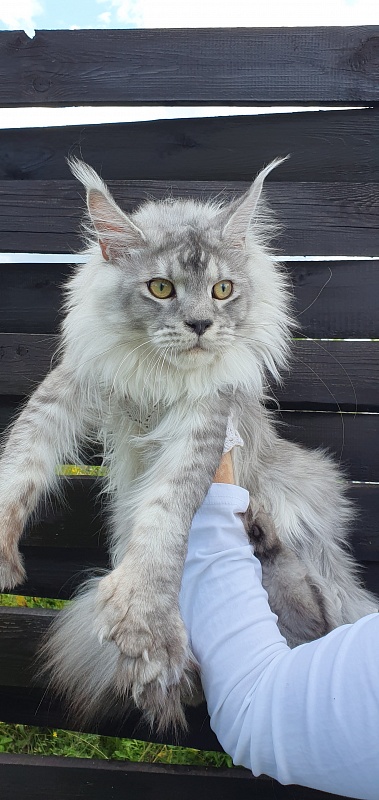 Pan Morriz Akbars (polydactyl) - Junior maine-coon 8.5 months