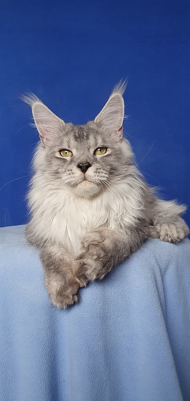 Pan Morriz Akbars (polydactyl) - Junior maine-coon 9 months