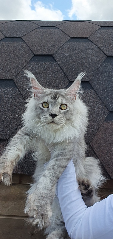 Pan Morriz Akbars (polydactyl) - Junior maine-coon 8.5 months