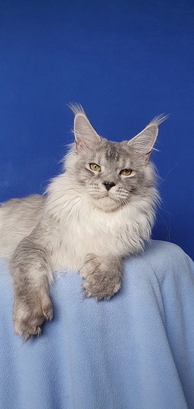 Pan Morriz Akbars (polydactyl) - Junior maine-coon 9 months