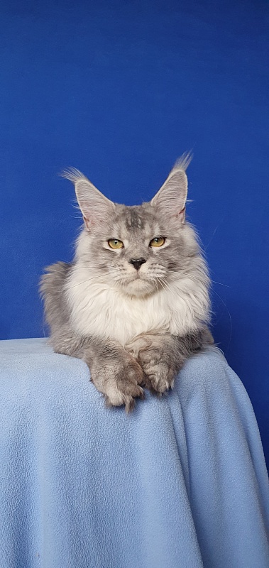 Pan Morriz Akbars (polydactyl) - Junior maine-coon 9 months