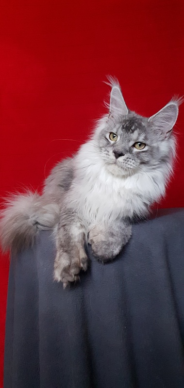 Pan Morriz Akbars (polydactyl) - Junior maine-coon 8.5 months