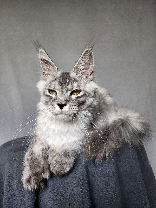 Pan Morriz Akbars (polydactyl) - Kitten maine-coon 5 months 3 weeks