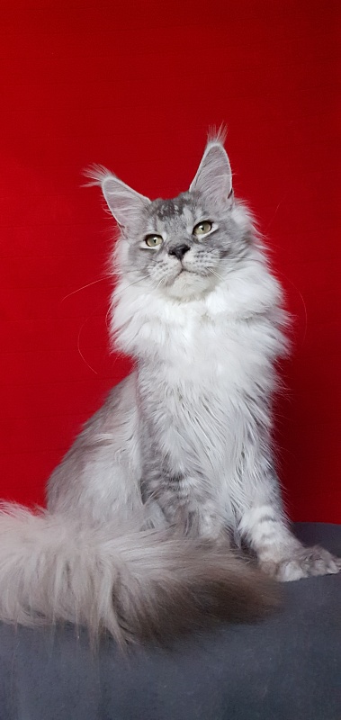 Pan Morriz Akbars (polydactyl) - Junior maine-coon 8.5 months
