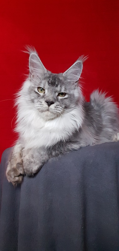 Pan Morriz Akbars (polydactyl) - Junior maine-coon 8.5 months