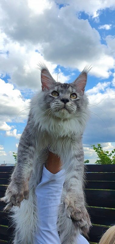 Pan Morriz Akbars (polydactyl) - Junior maine-coon 8.5 months