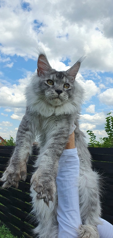Pan Morriz Akbars (polydactyl) - Junior maine-coon 8.5 months