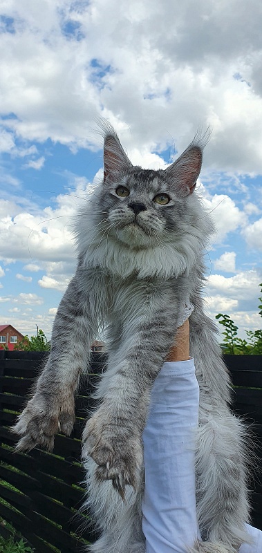 Pan Morriz Akbars (polydactyl) - Junior maine-coon 8.5 months